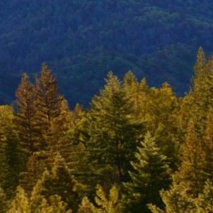 Meet your Posher, Damla